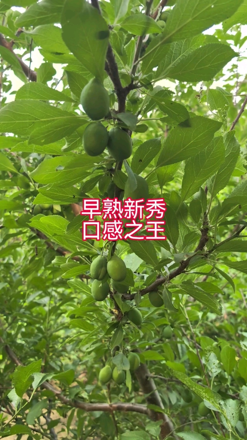 塔尔玛西梅苗嫁接枝条一手货源自产自销