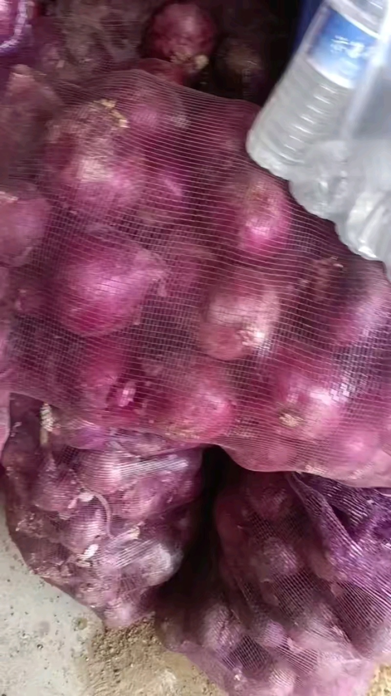河南开封洋葱大量上市，走市场，供应各大超市，诚信经营