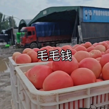 山东莘县硬粉沙瓤西红柿品质保证服务周到产地直发