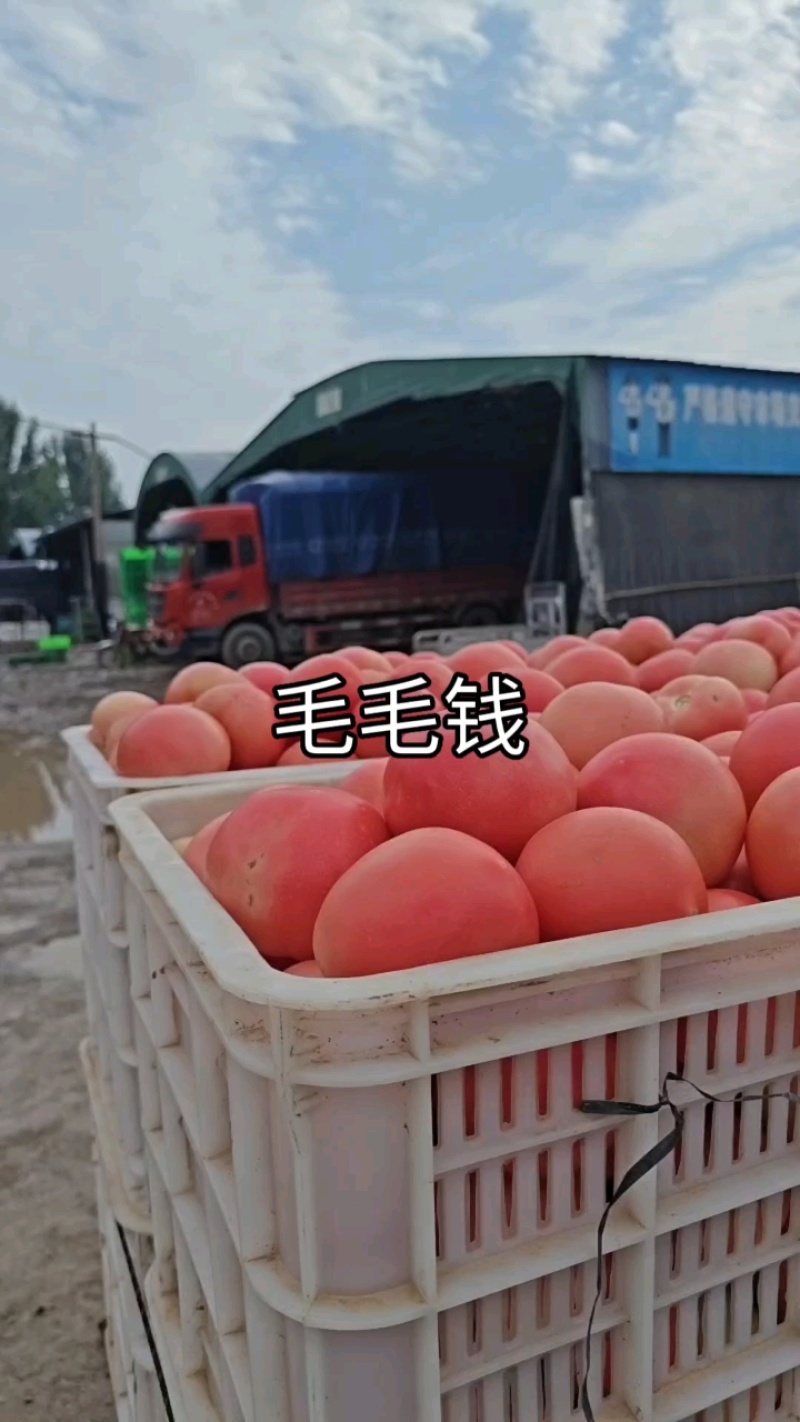 山东莘县硬粉沙瓤西红柿品质保证服务周到产地直发