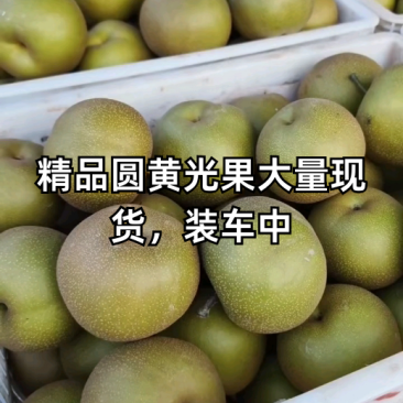 圆黄梨，安徽砀山对接电商，果行端正，口感特甜，保质保量。
