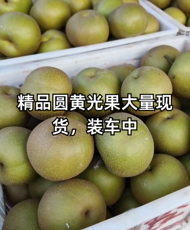 圆黄梨，安徽砀山对接电商，果行端正，口感特甜，保质保量。