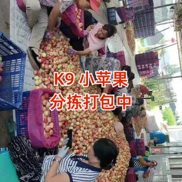 精品K9苹果/货源充足量大价优产地直发