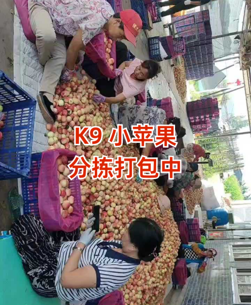 精品K9苹果/货源充足量大价优产地直发