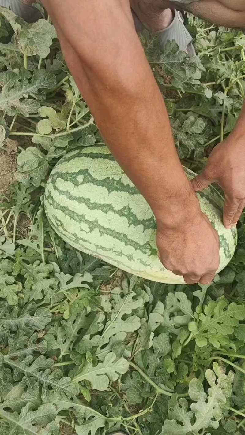 新疆昌吉精品甜王西瓜产地直发量大从优货源充足