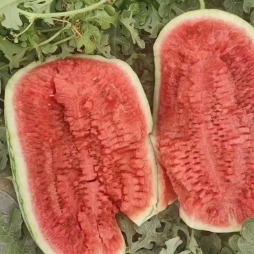 新疆昌吉精品甜王西瓜产地直发量大从优货源充足