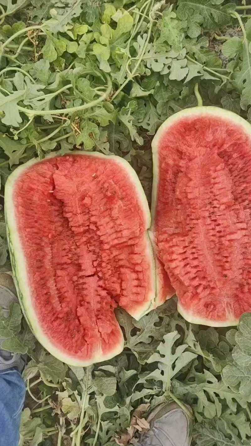 新疆昌吉精品甜王西瓜产地直发量大从优货源充足