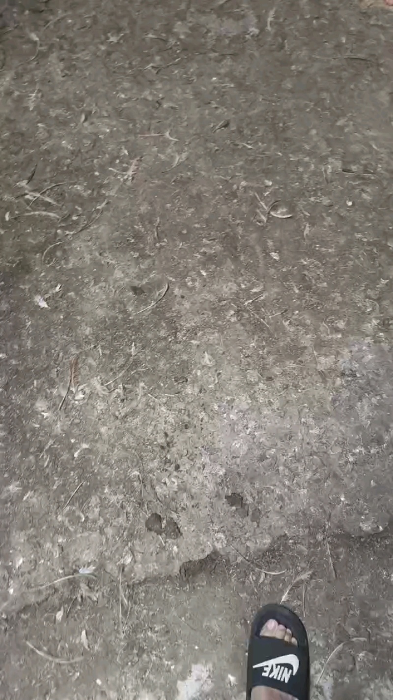稻壳鸡粪