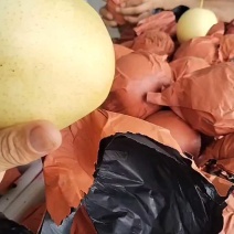 【推荐】安徽砀山白皇冠梨品质好汁水多新鲜上市对接市场商超