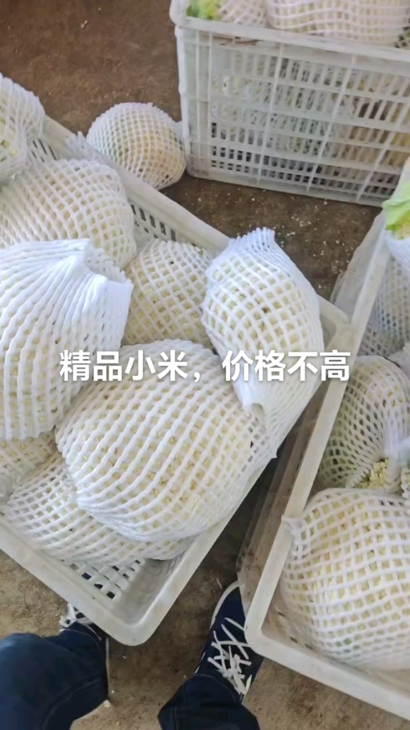 净菜特别白，质量都挺好。