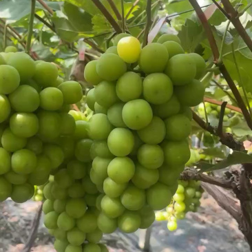 新沂阳光玫瑰口感香甜低糖15+货量充足产地直销