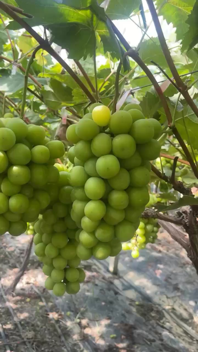 新沂阳光玫瑰口感香甜低糖15+货量充足产地直销