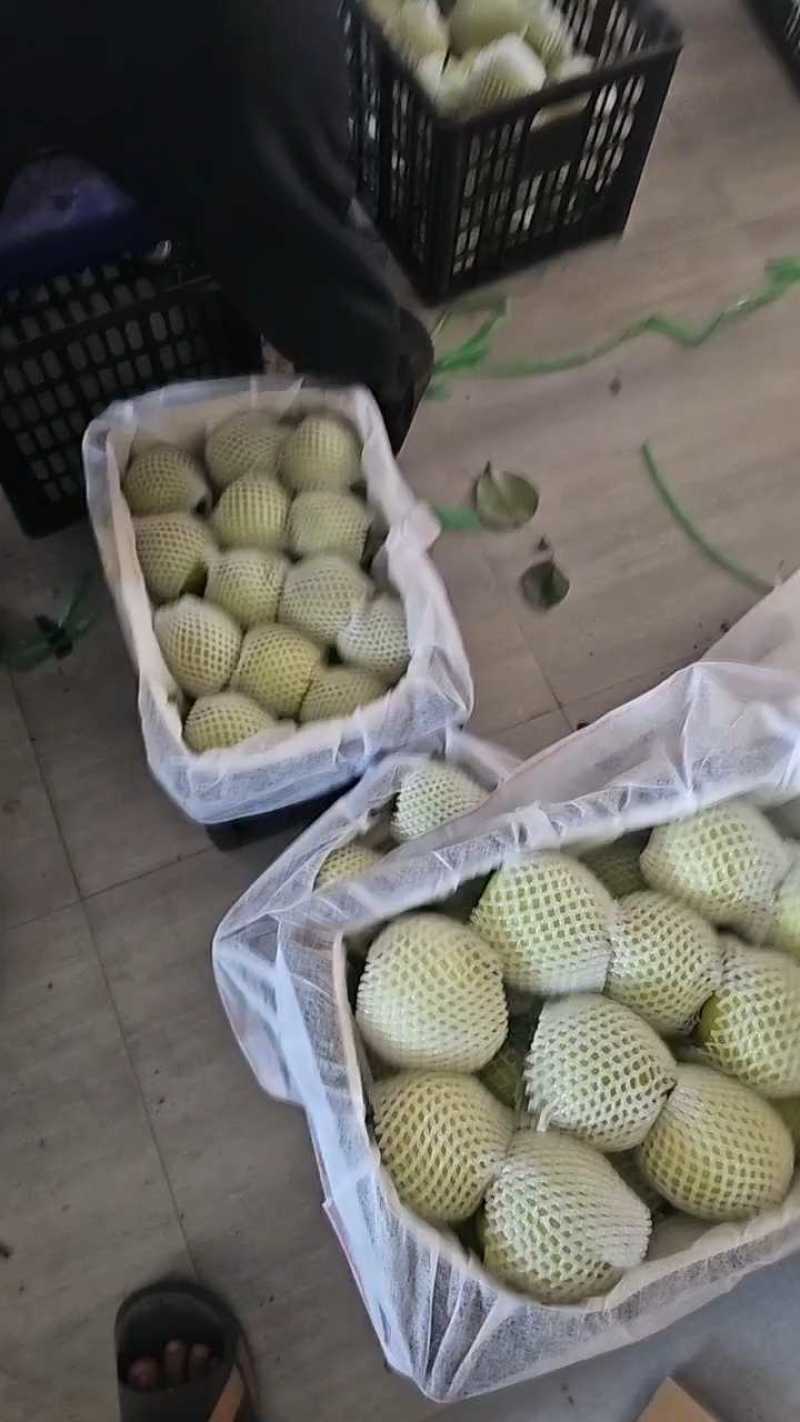 砀山青黄冠梨，皇冠梨皮薄脆甜，耐运输，产地大量供应代发全国