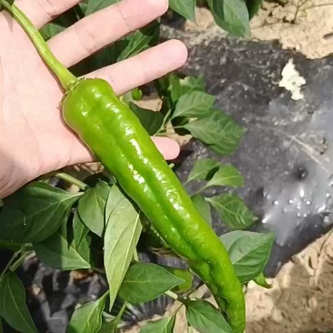 湖北鲜辣椒湘研55号辣椒，品质保证，量大优惠，可视频看货