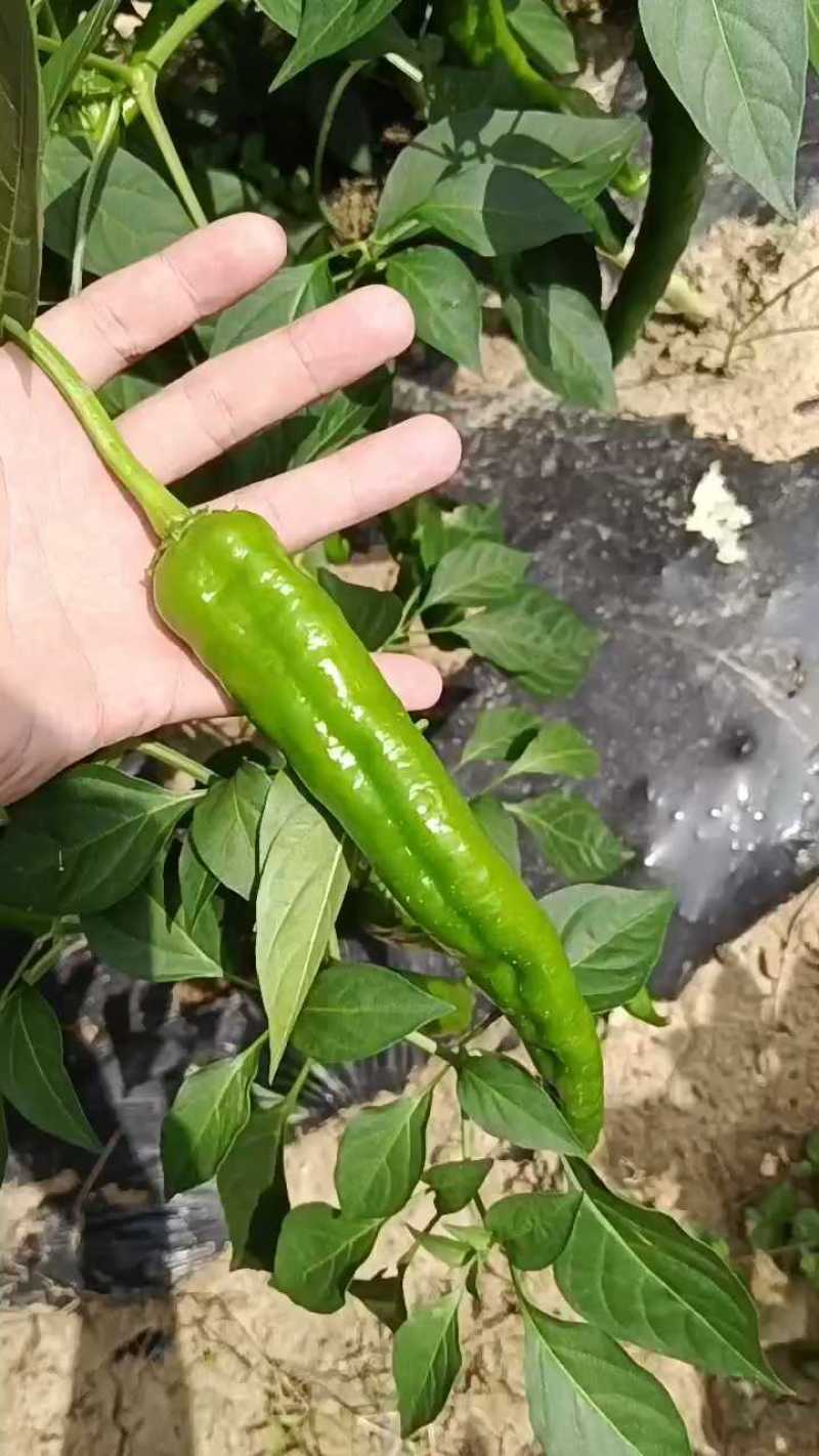 湖北鲜辣椒湘研55号辣椒，品质保证，量大优惠，可视频看货