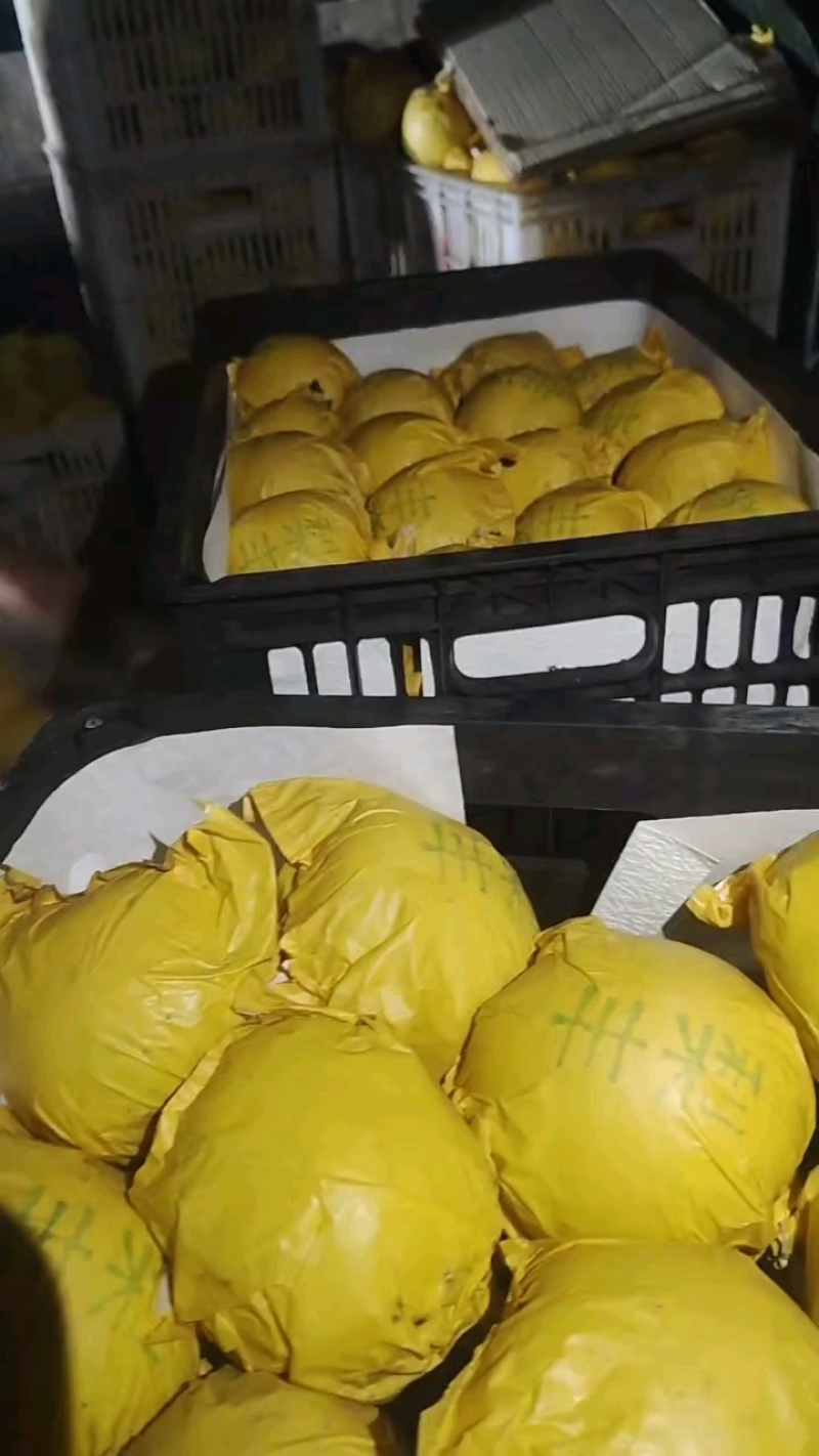 皇冠梨，套袋自然色，白皇冠梨产地直供，整车待发