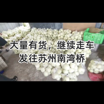 美浓香瓜