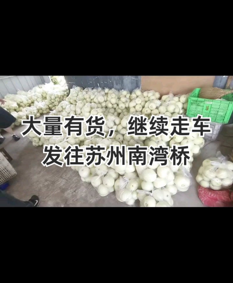 美浓香瓜