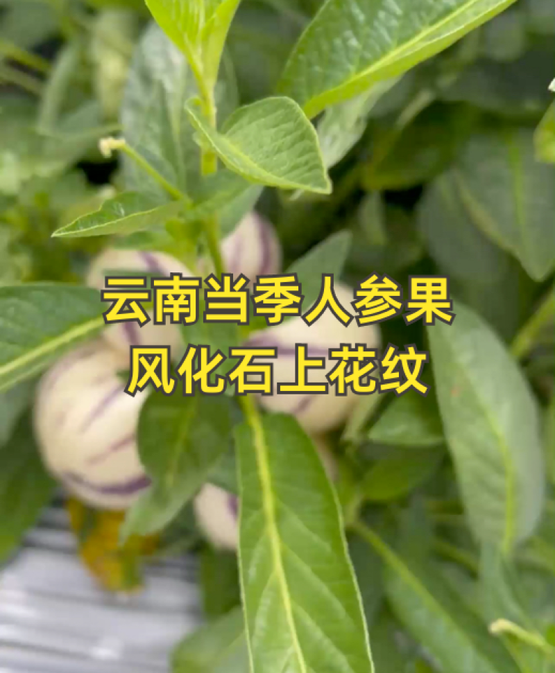 云南风化石人参圆果当季现摘现发清甜多汁，基地直发质量保正