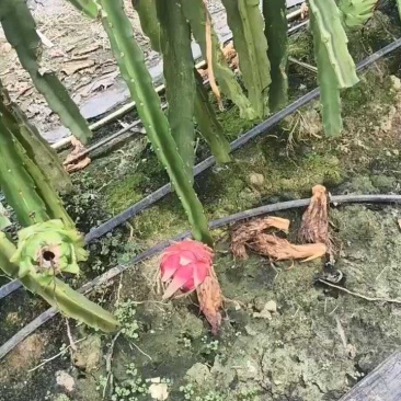 果园地要出货，数量大
