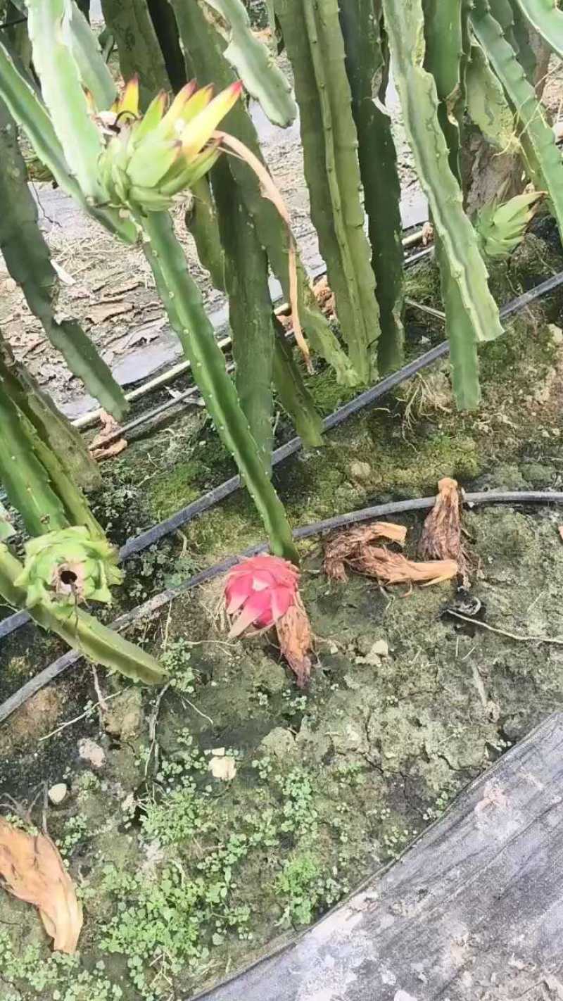 果园地要出货，数量大