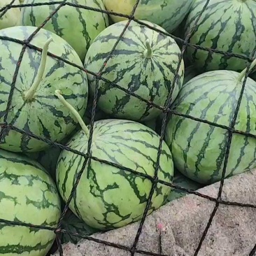 京欣西瓜，玉麒麟西瓜，品质好，皮毛靓，口感好。货发全国
