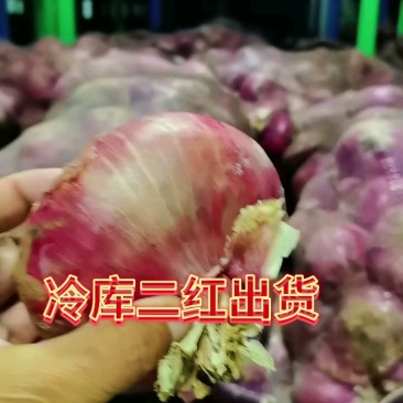 葱头大量有货二红大红个大色亮并有专业团队为你护航