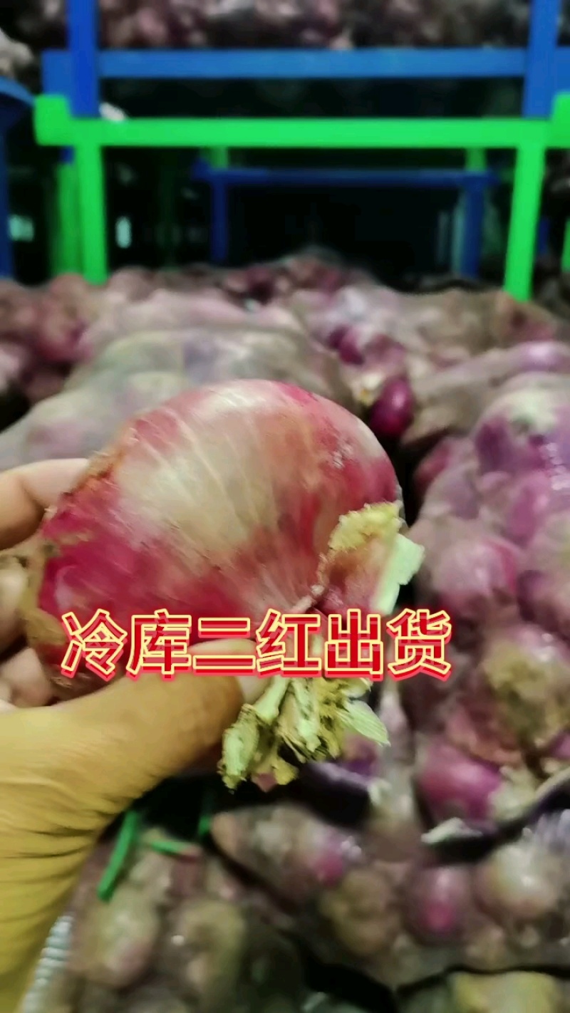 葱头大量有货二红大红个大色亮并有专业团队为你护航
