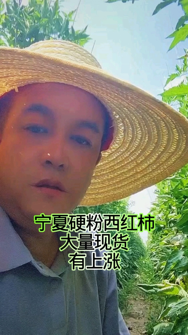 宁夏硬粉西红柿，三层果，5毛6毛