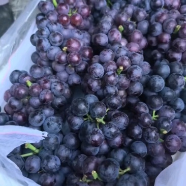 夏黑葡萄，路地夏黑大量上市有需要的可以联系我
