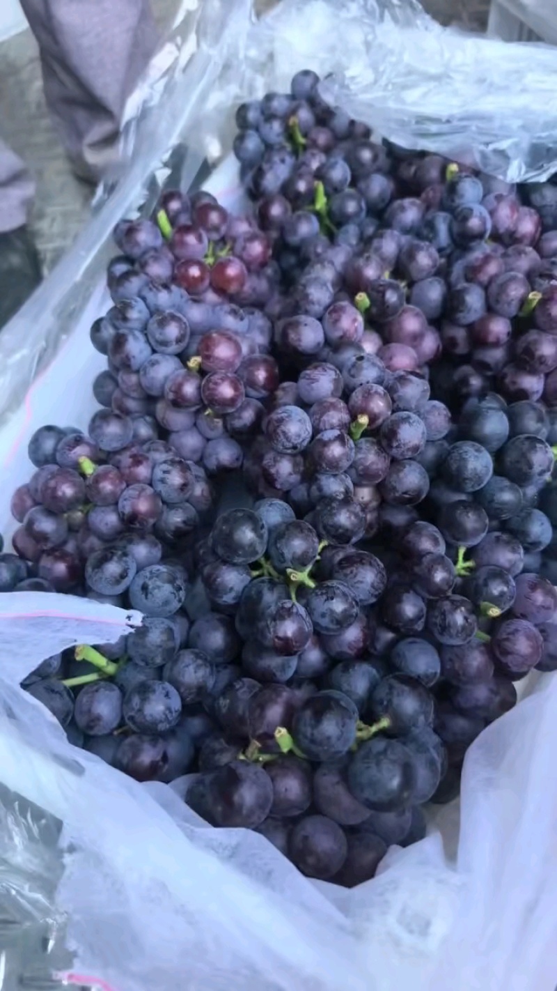 夏黑葡萄，路地夏黑大量上市有需要的可以联系我