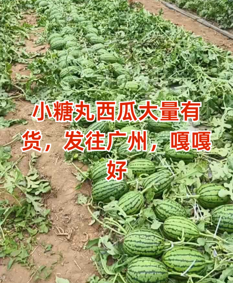 小糖丸吊瓜，2K小吊瓜，牛奶西瓜手掰西瓜产地直发一手货源