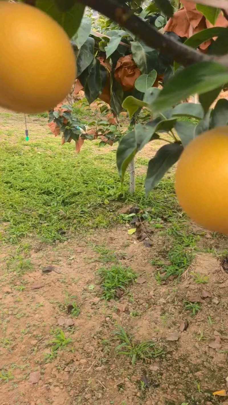 秋月梨20天下市，有需要的联系我