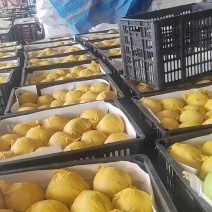 翠玉梨基地直销量大质优价格优惠一手货源欢迎咨询采购