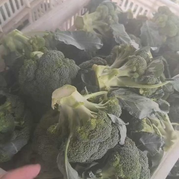 大量供应，西兰花，质量保证，货源充足，欢迎新老客户前来订