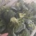 大量供应，西兰花，质量保证，货源充足，欢迎新老客户前来订