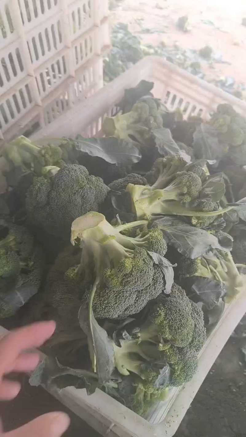 大量供应，西兰花，质量保证，货源充足，欢迎新老客户前来订