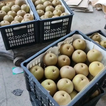 精品圆黄梨现摘现包，新鲜果全国发货