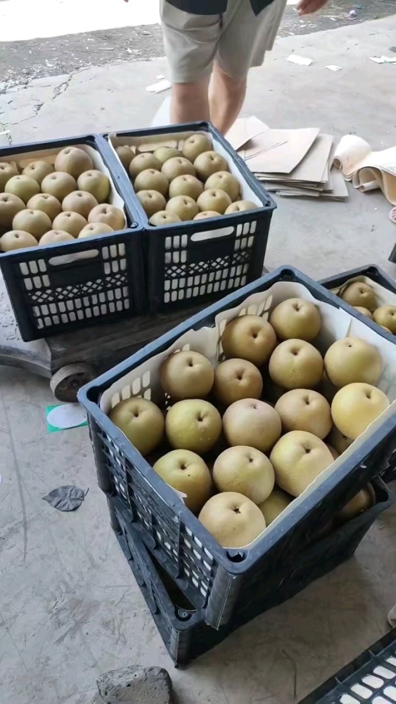 精品圆黄梨现摘现包，新鲜果全国发货