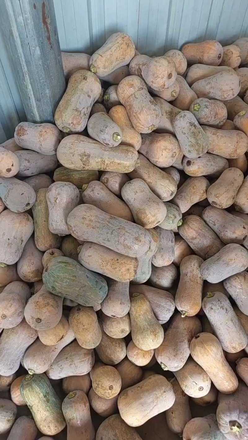 南瓜，枕头南瓜一手货源产地直发质量保证发货全国
