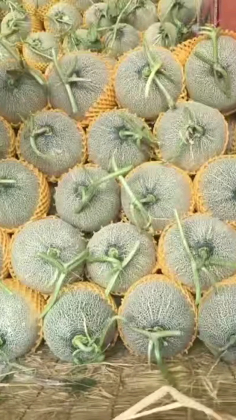甘肃西州蜜瓜大量现货供应，口感好糖度高，价格可谈欢迎电联