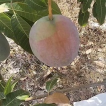 芒果五毛钱一斤，感兴趣的老板联系