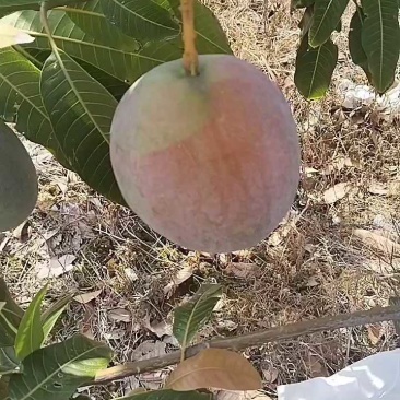 芒果五毛钱一斤，感兴趣的老板联系