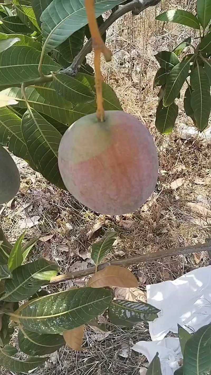 芒果五毛钱一斤，感兴趣的老板联系