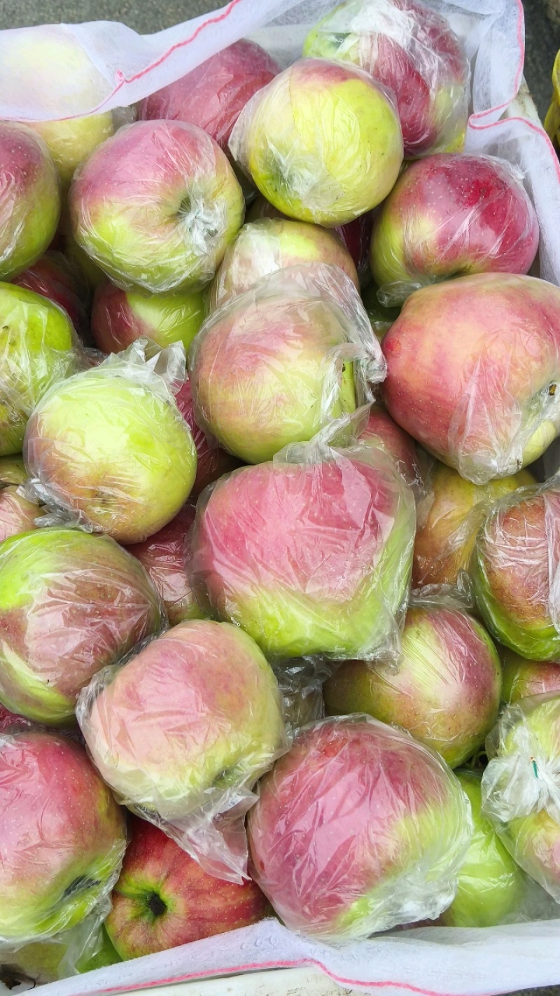 《鲁丽苹果》山东鲁丽苹果/山东苹果/电商团购质量三包