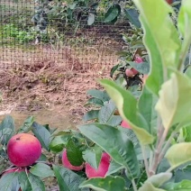 山东聊城鲁丽苹果早熟脆甜65#起步果园现货