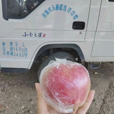 山东红露苹果美八苹果大量批发口感脆甜当天采摘