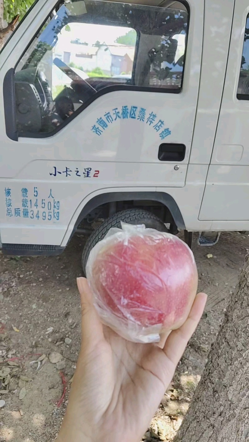 山东红露苹果美八苹果大量批发口感脆甜当天采摘