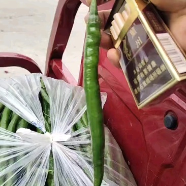 自种自销，通货，精品二荆条，需要老板，电话洽谈合作。