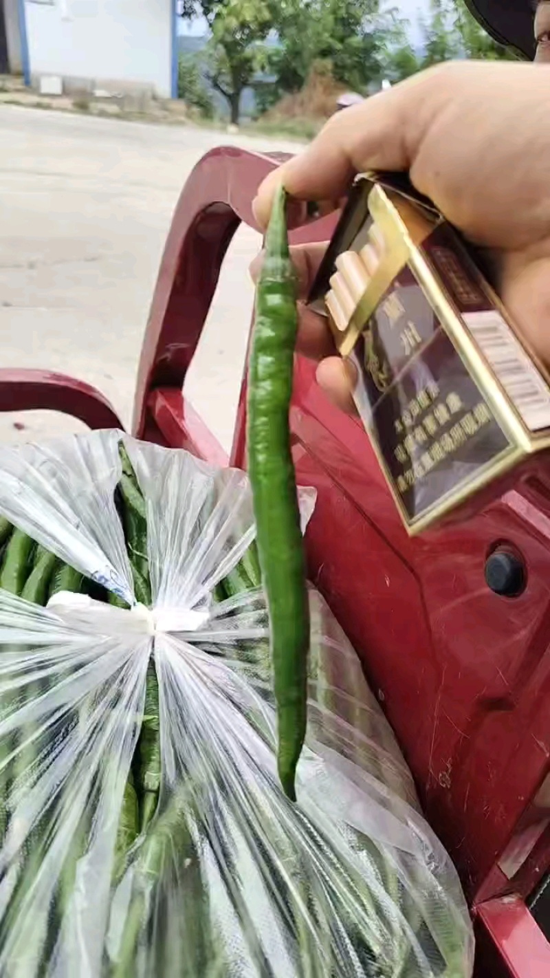 自种自销，通货，精品二荆条，需要老板，电话洽谈合作。